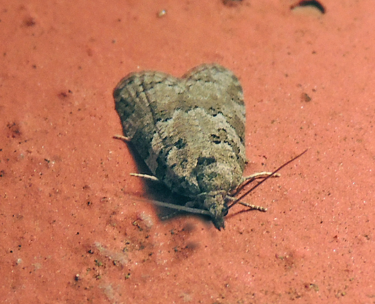 Cnephasia communana -  Tortricidae